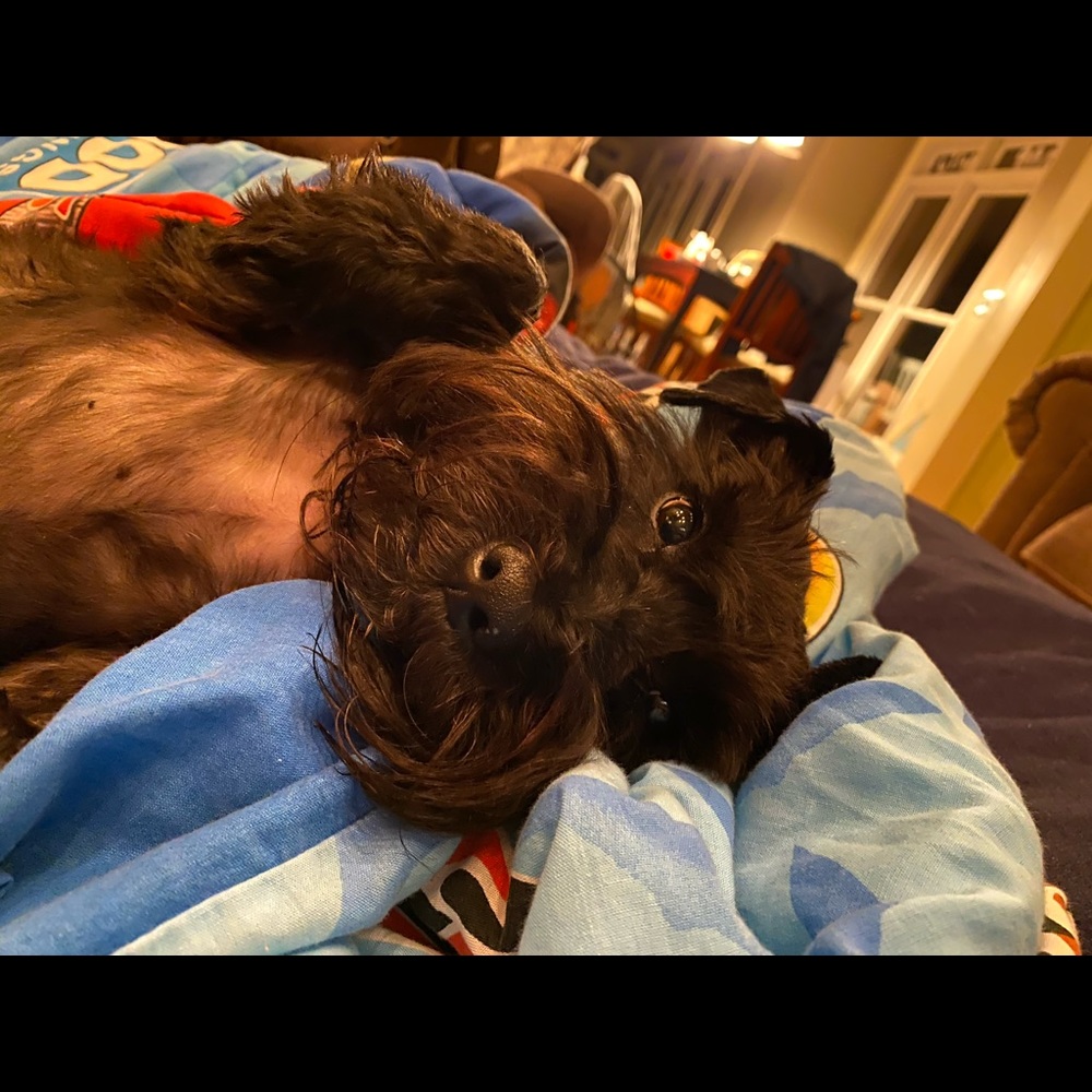 Meet your Posher, Lily